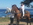 Horses in Monterey